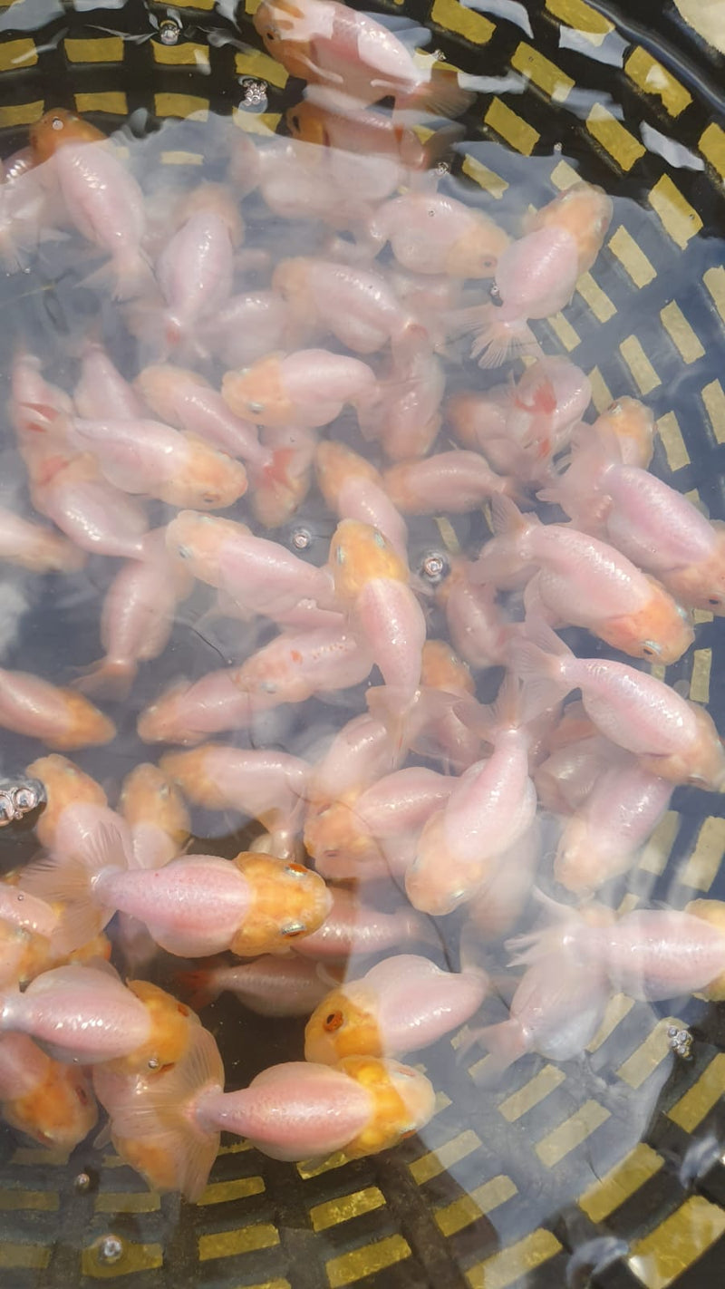 Live Fancy Goldfish Premium Select Our Choice Big Head Thai Lionchu White Lemon Head Grow up to Over 5'' BODY(CGF-070)