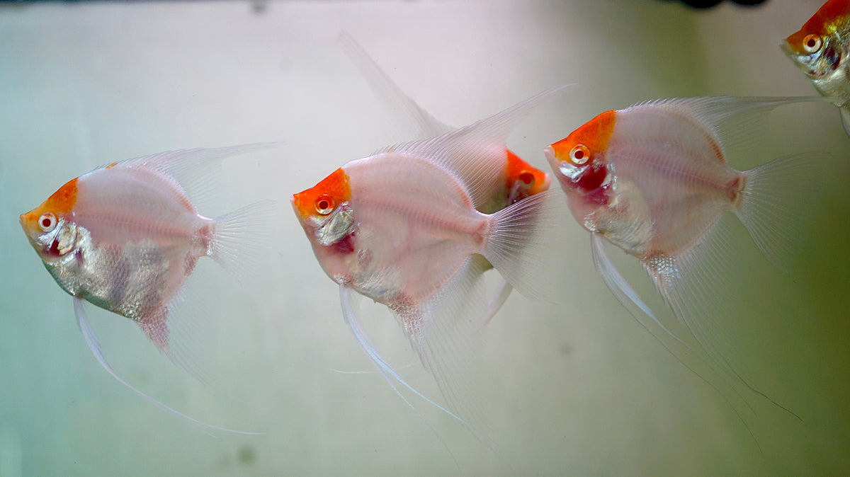 Live Freshwater Aquarium Albino Red Cap Angelfish 1.50-2.00" Body