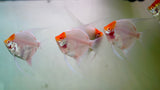 Live Freshwater Aquarium Albino Red Cap Angelfish 1.50-2.00" Body