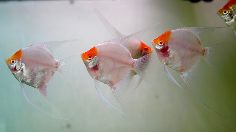 Live Freshwater Aquarium Albino Red Cap Angelfish 1.50-2.00" Body