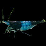 Live Freshwater Aquarium Blue Carbon Rili Shrimp Fancy Quality 10/$30, 20/$50 (FS-011)