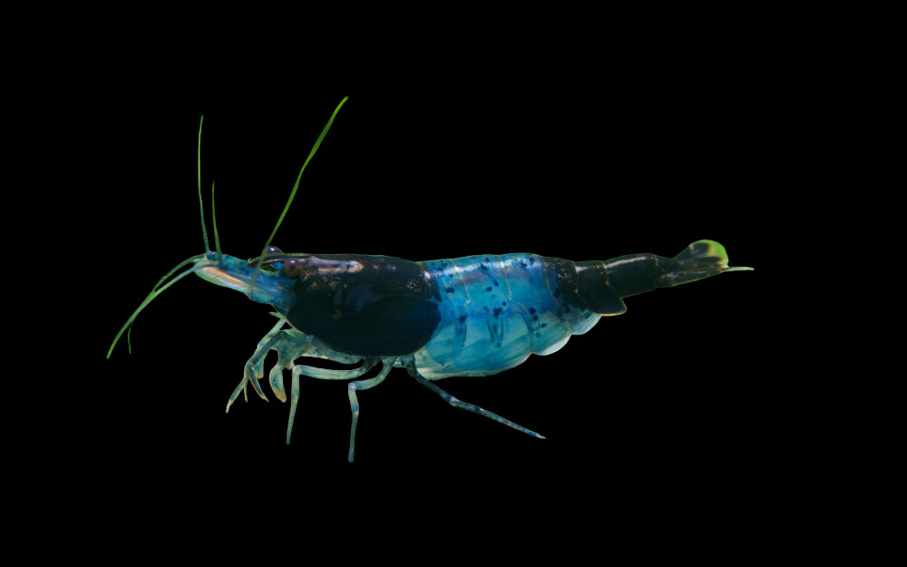 Live Freshwater Aquarium Blue Carbon Rili Shrimp Fancy Quality 10/$30, 20/$50 (FS-011)