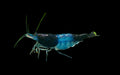 Live Freshwater Aquarium Blue Carbon Rili Shrimp Fancy Quality 10/$30, 20/$50 (FS-011)