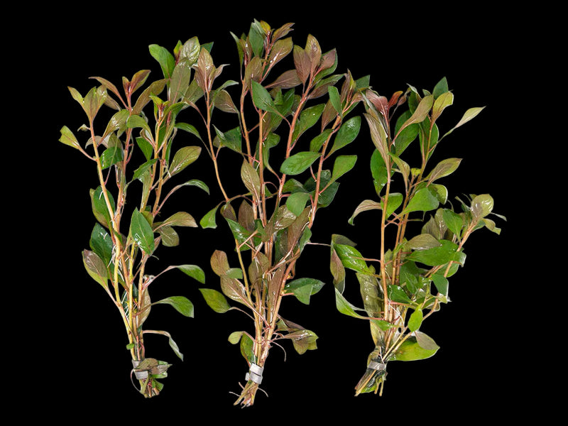 LUDWIGIA PALUSTRIS RED (SUPER RED LUDWIGIA (DARK RED))