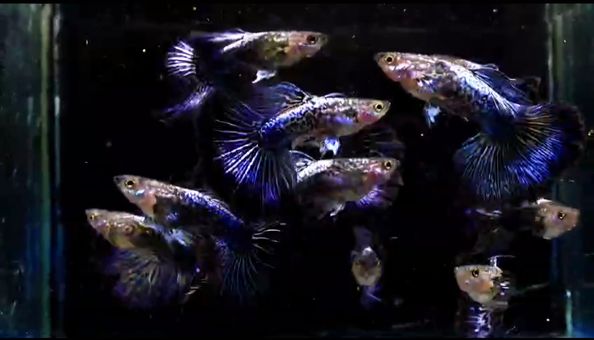 Dumbo Blue Dragon Big Dorsal Halfmoon guppy