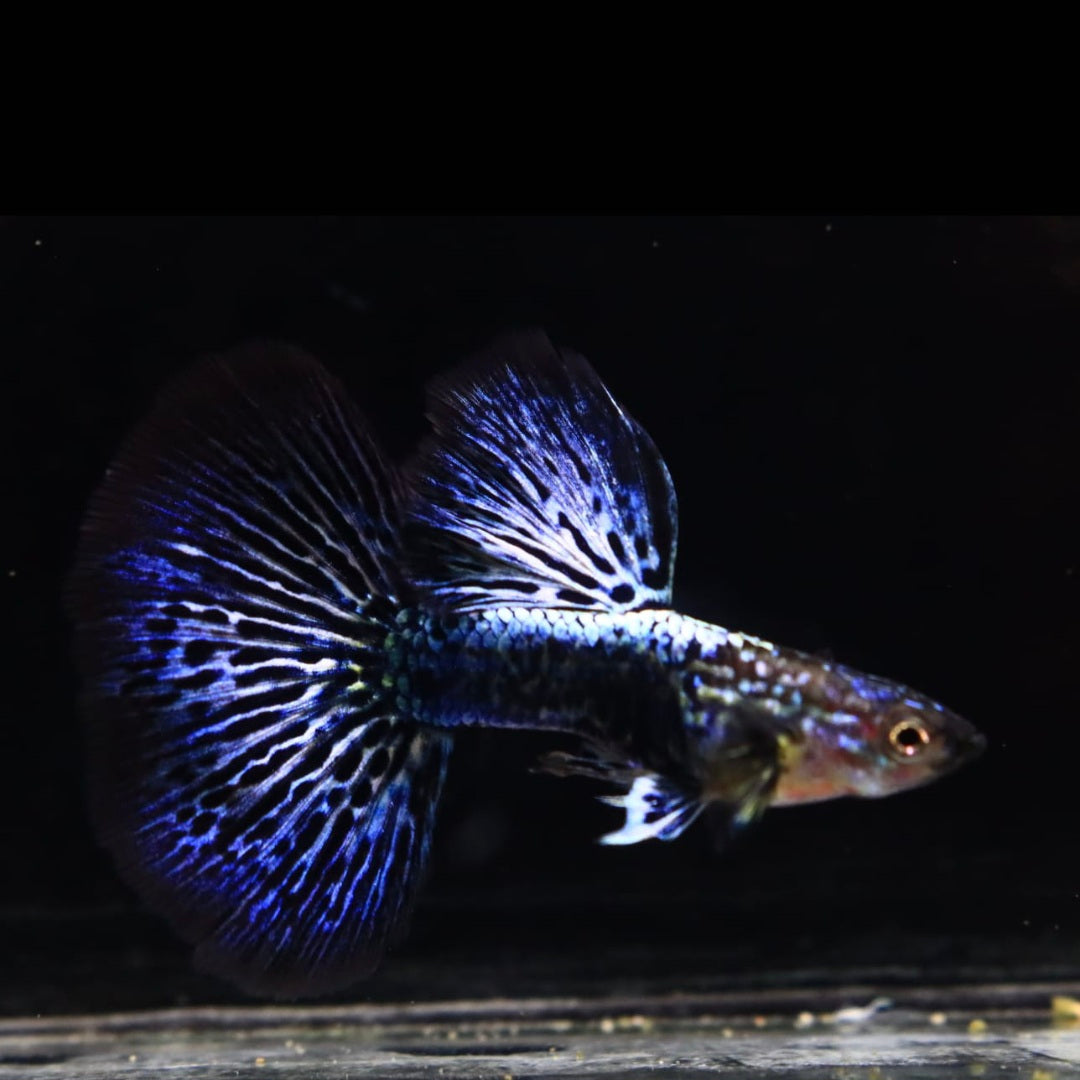 Dumbo Blue Dragon Big Dorsal Halfmoon guppy