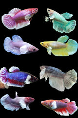 Dumbo Ear Halfmoon Female Betta