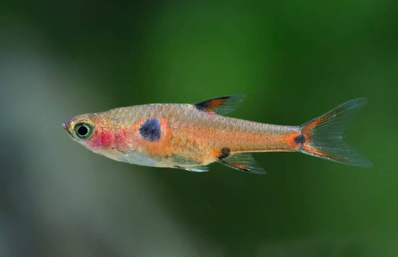 Live Tropical Nano Fish Dwarf Rasbora (Boraras maculatus)