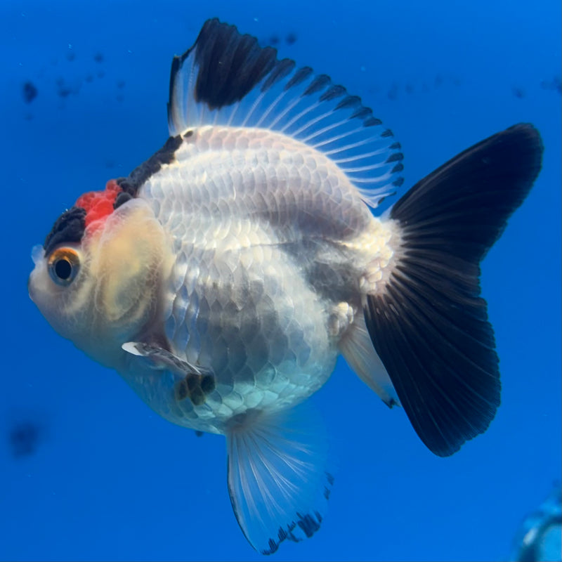 Thai Oranda NOK Tri-Color 2.5” Body Male(NOK-CK-1186)R3B15