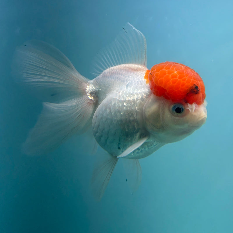 Live Premium Fancy Goldfish Thai Oranda Red Cap White Body Female 3.5” Body (JC-002) R1A10