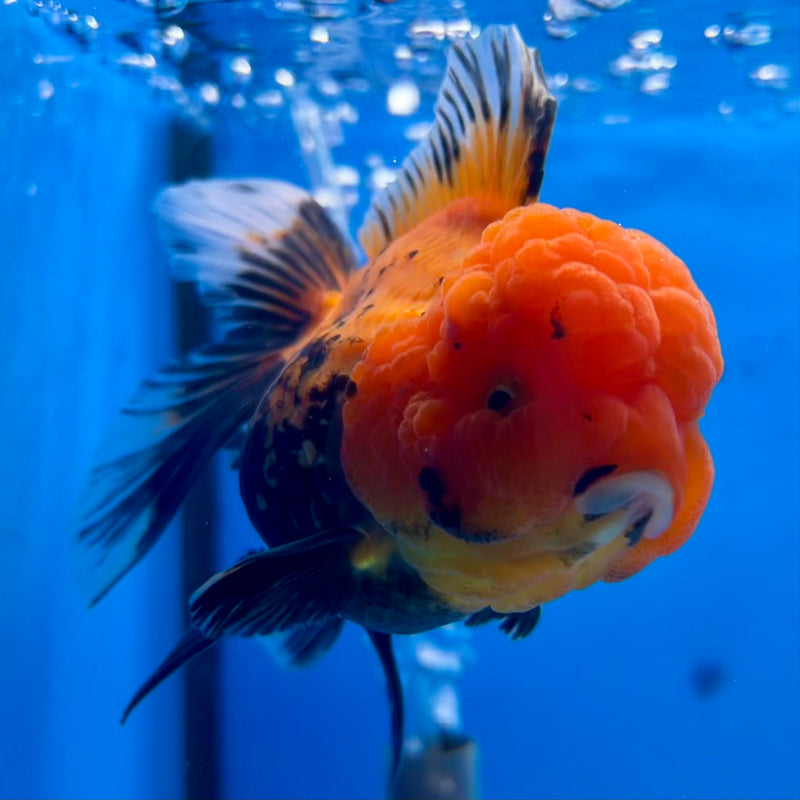 Thai Oranda Apache 3” Body Female(CK-1117)R3A16