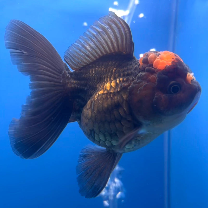 Thai Oranda Black Body Red Cap 3” Body Female(CK-659)R1B11