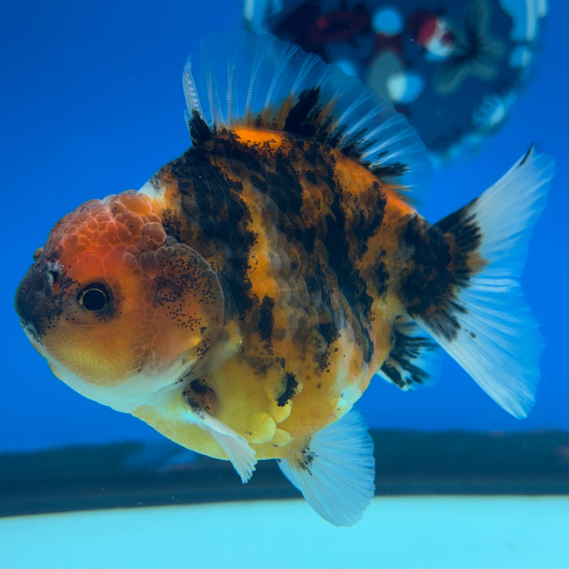 Thai Oranda SHOGUN 3” Body Male(CK-1150)R3A11
