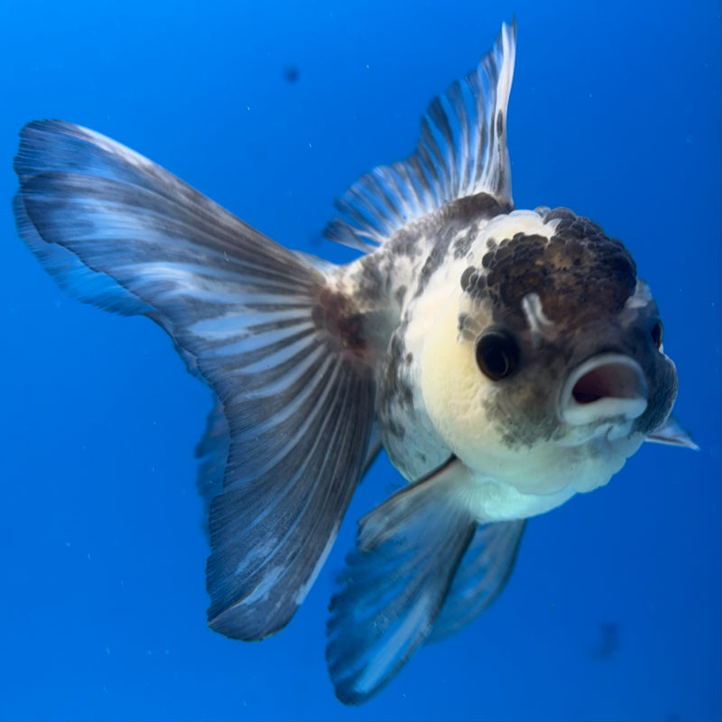 Thai Oranda Panda 2.5” Body Female(CK-1011)R3B15