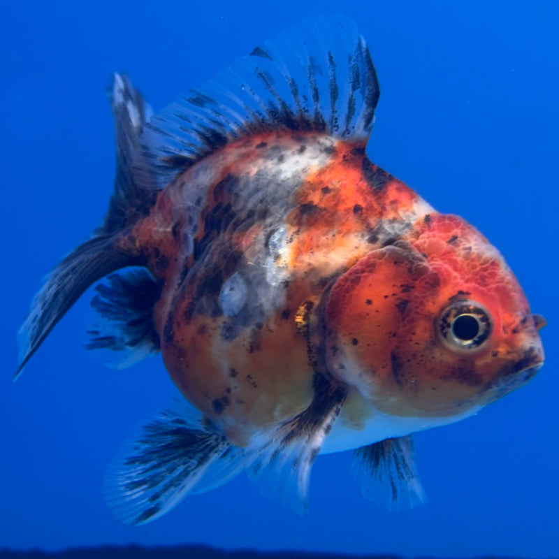 Thai Oranda SHOGUN 2.5” Body Female(CK-1006)R3B16