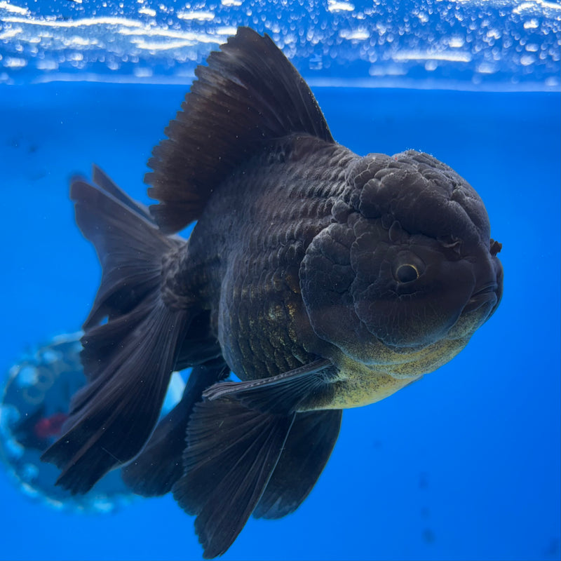 Thai Oranda JUMBO Full Black 4” Body Male(CK-1398)SHOWTANK2