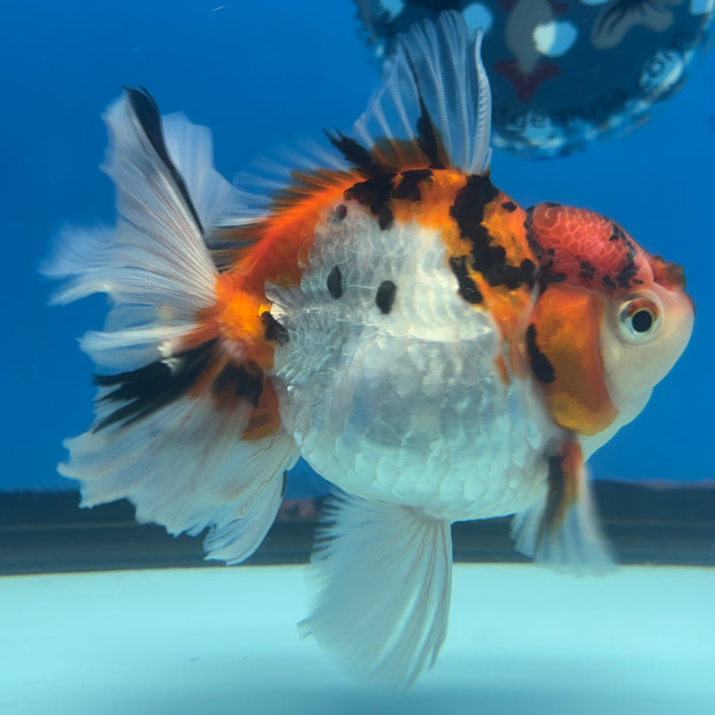 Thai Oranda Tri-Color Tiger Calico 3.5” Body Female(BIN-CK-1060)SHOWTANK2