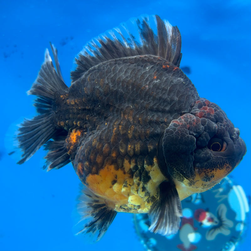 Thai Oranda Calico 3.5” Body Male(CK-1517)BLUETUBD