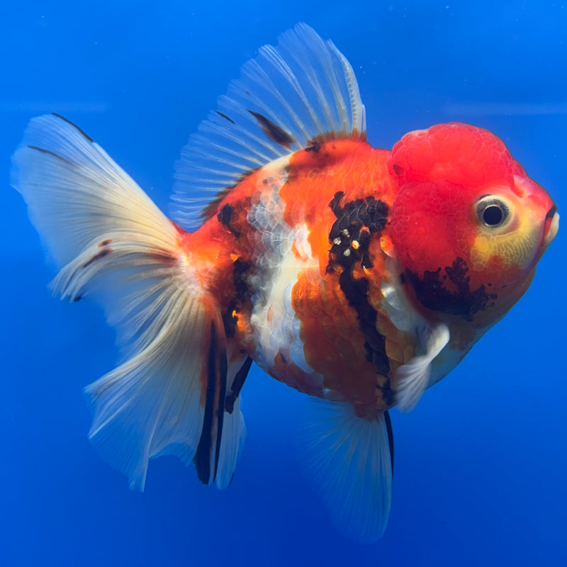 Thai Oranda JUMBO Tri-Color Calico Tiger 4” Body Female(QGF-CK-1322)BLUETUB1