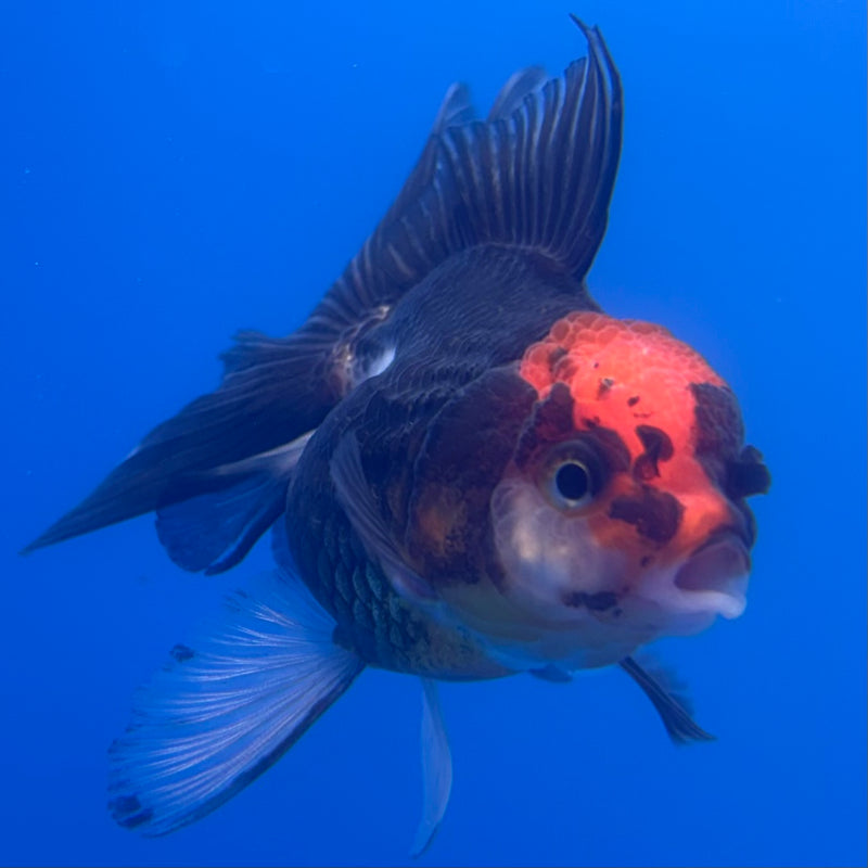 Thai Oranda Tri-Color 2.5” Body Female(CK-1251)R3B08