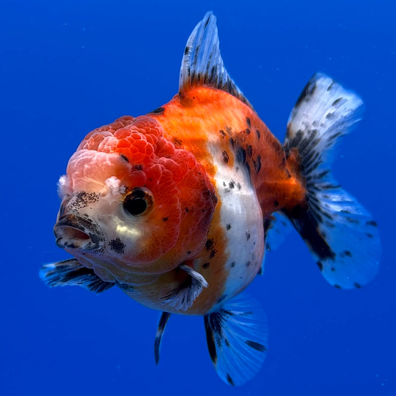 Thai Oranda Tri-Color SHOGUN Calico 3” Body Male(CK-716)R1A06