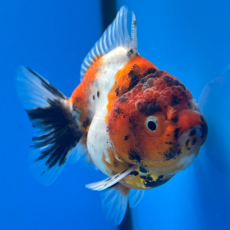 Thai Oranda SHOGUN 2.5” Body Female(CK-1145)R3A12