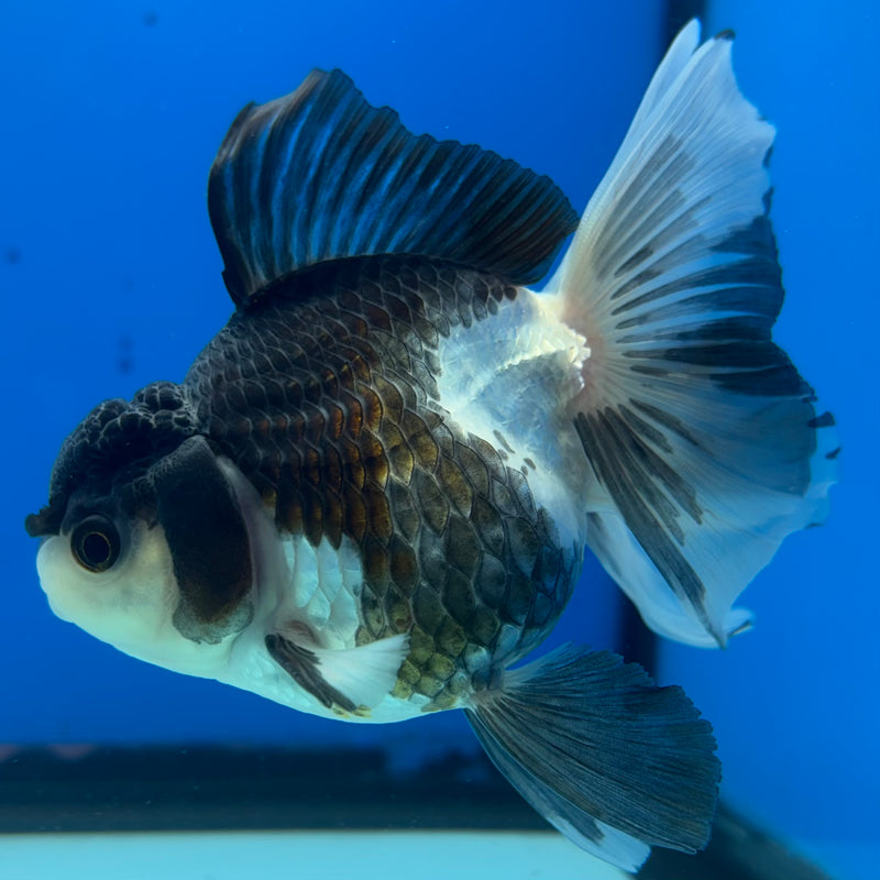 Thai Oranda Panda 3” Body Male(CK-1404)R1B09