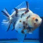 Thai Oranda Tri-Color Tiger 4" Male(NKT-CK-1570)BLUETUB-B