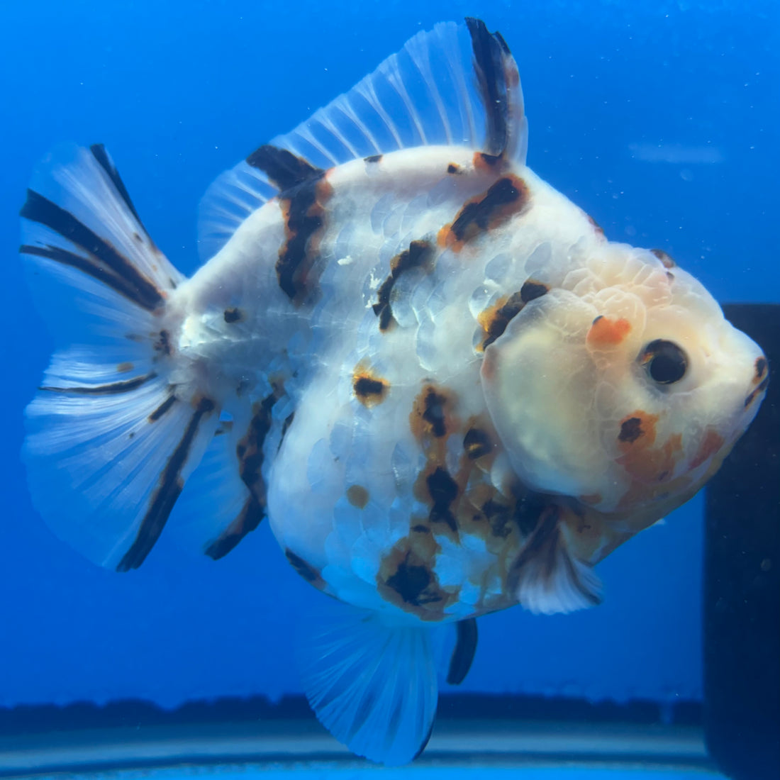 Thai Oranda Tri-Color Tiger 4" Male(NKT-CK-1570)BLUETUB-B