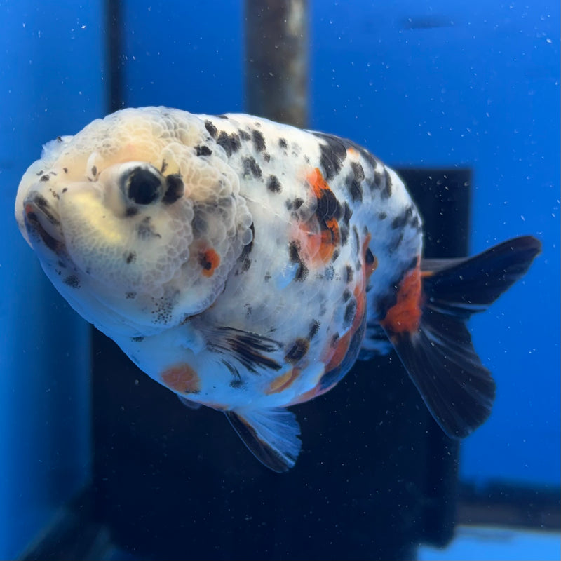 Thai Ranchu Tri-Color Calico 3.5” Body Male(CK-950)R2C03