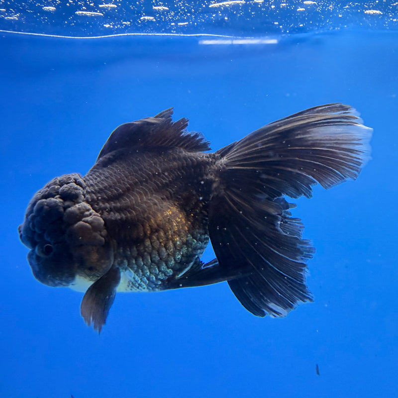 Thai Oranda Super Black 3in Female (FEB-298)R2B06