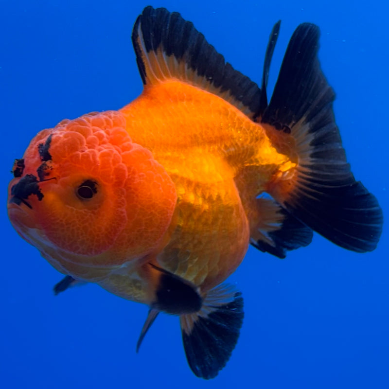 Thai Oranda Apache 3” Body Male(CK-713)R1A06