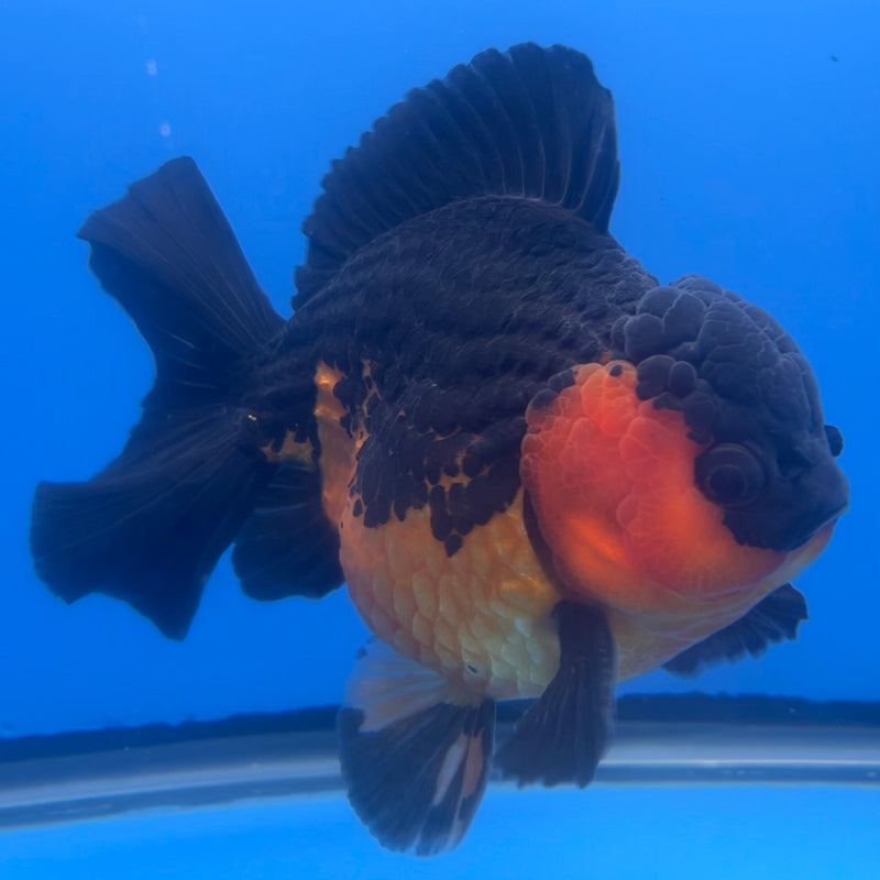 Thai Oranda JUMBO Apache 5” Body Male(NKT-CK-639)BLUETUB2