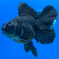Thai Oranda JUMBO Panda 4” Body Female(CK-1553)BLUETUB-A