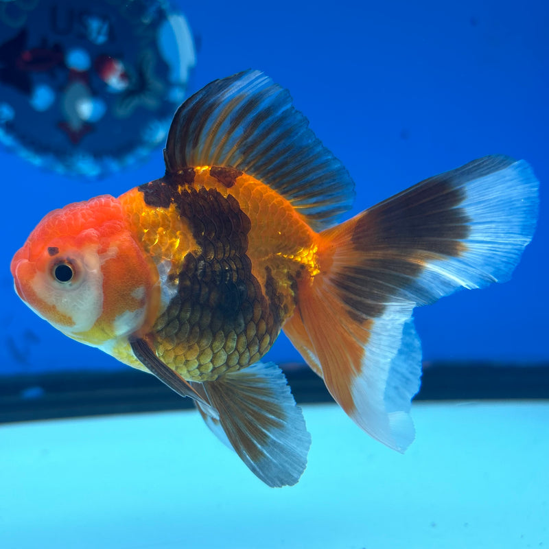 Thai Oranda Apache 2.5” Body Male(CK-853)R3B17