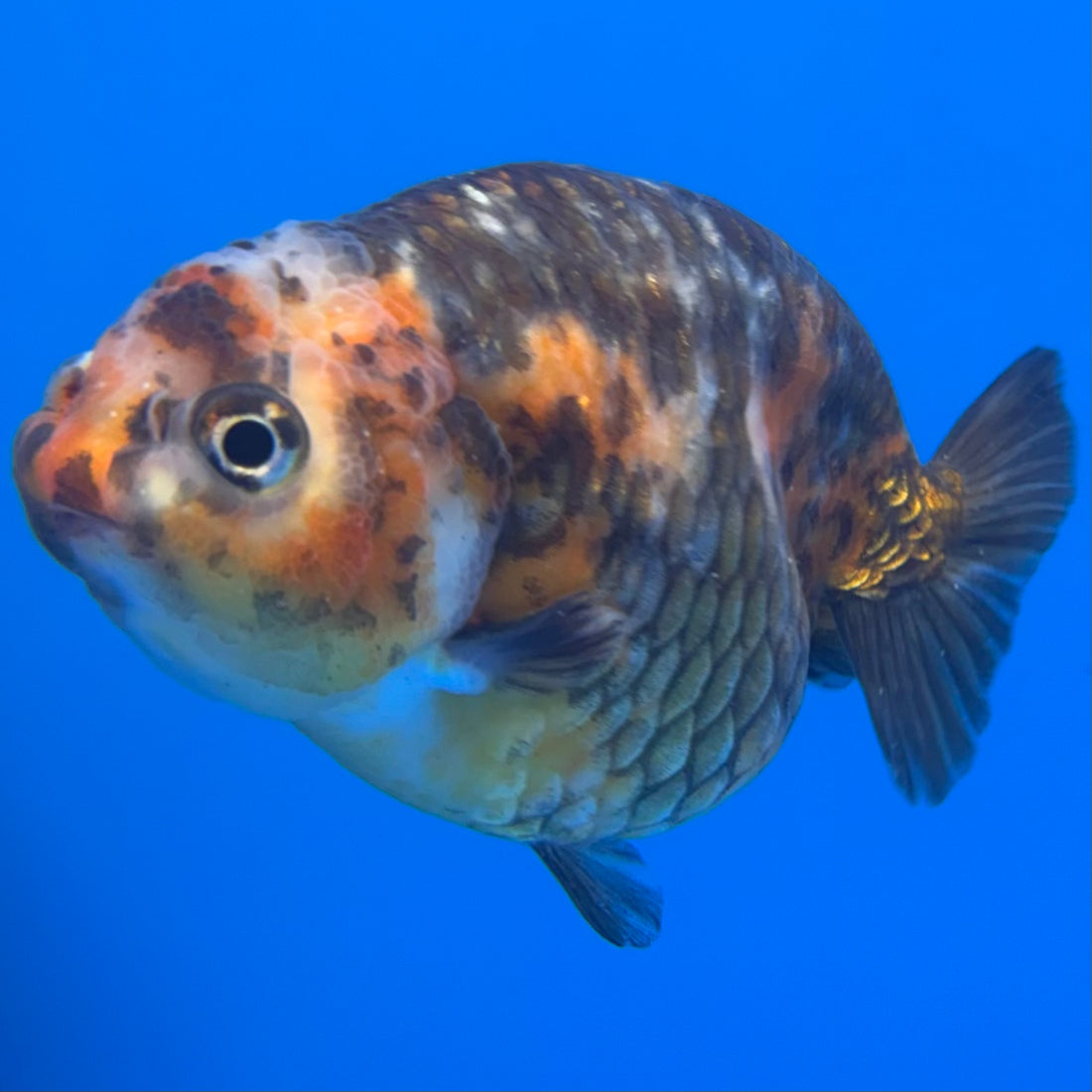 Chinese Ranchu Calico 4” Body Female(CK-1464)BLUETUBC