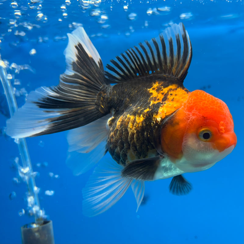 Thai Oranda Apache 3.5” Body Female(CK-910)R1BLUETUB4