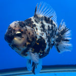 Thai Oranda Tri-Color Tiger 4" Male(NKT-CK-1574)BLUETUB-B
