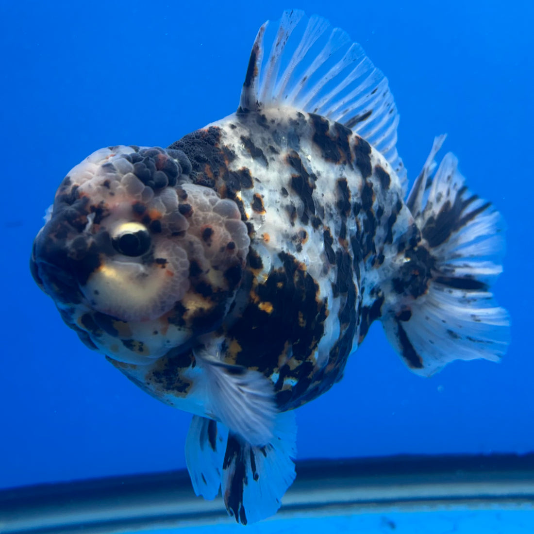 Thai Oranda Tri-Color Tiger 4" Male(NKT-CK-1574)BLUETUB-B