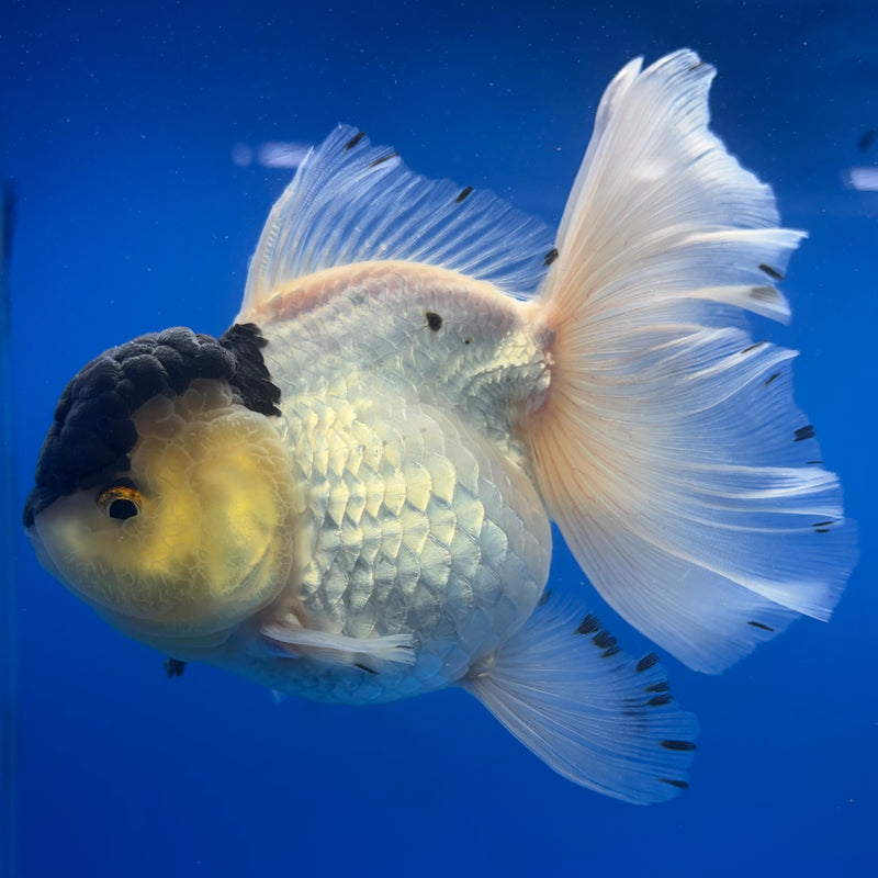 Thai Oranda NOK AA Medium Breed Peacock Tail Lemon Head Panda 4” Body Female(CK-805)R1A08