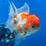 Thai Oranda Tri-Color 3.5” Female(CK-1628)R2A08