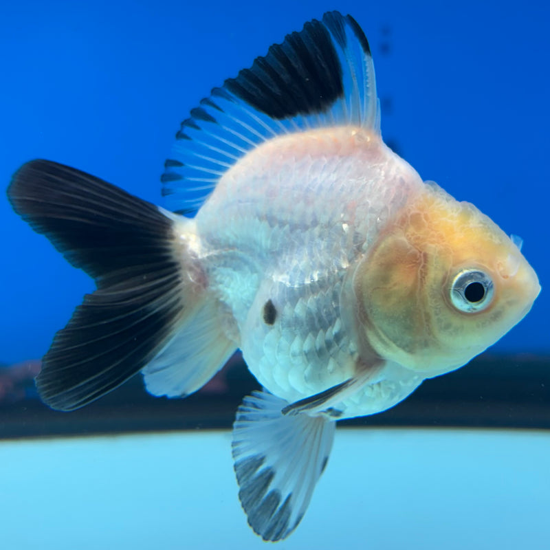 Thai Oranda NOK Lemon Head Panda 2.5” Body Female(NOK-CK-1174)R3B18