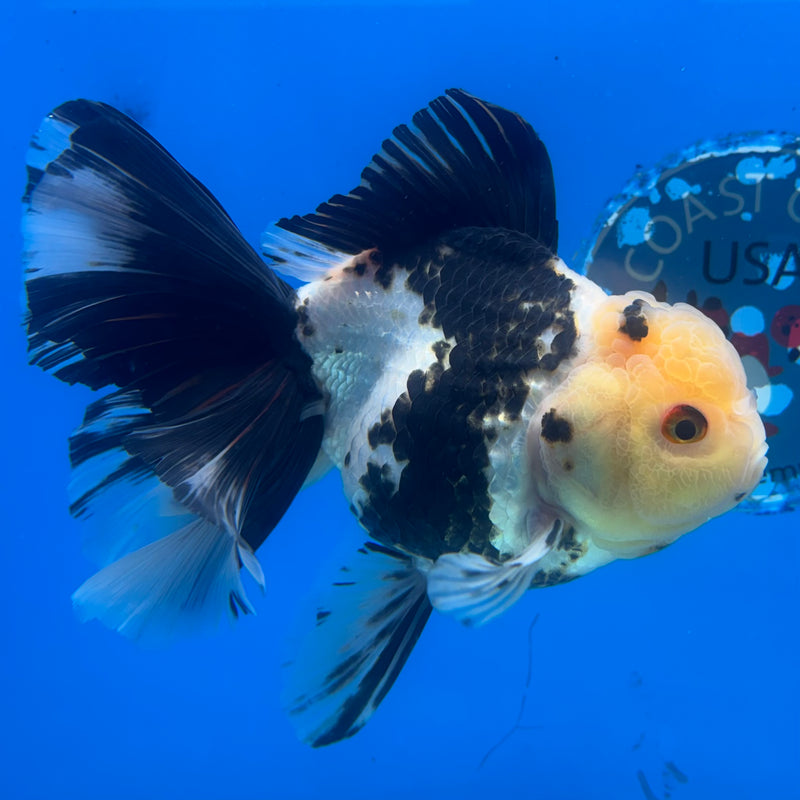 Thai Oranda Lemon Head Panda 4” Body Female(CK-1483)R2B17
