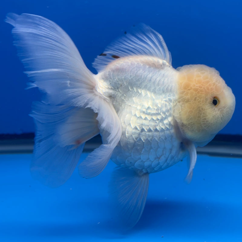 Thai Oranda Lemon Head White 4” Body Female(CK-812)R1B01