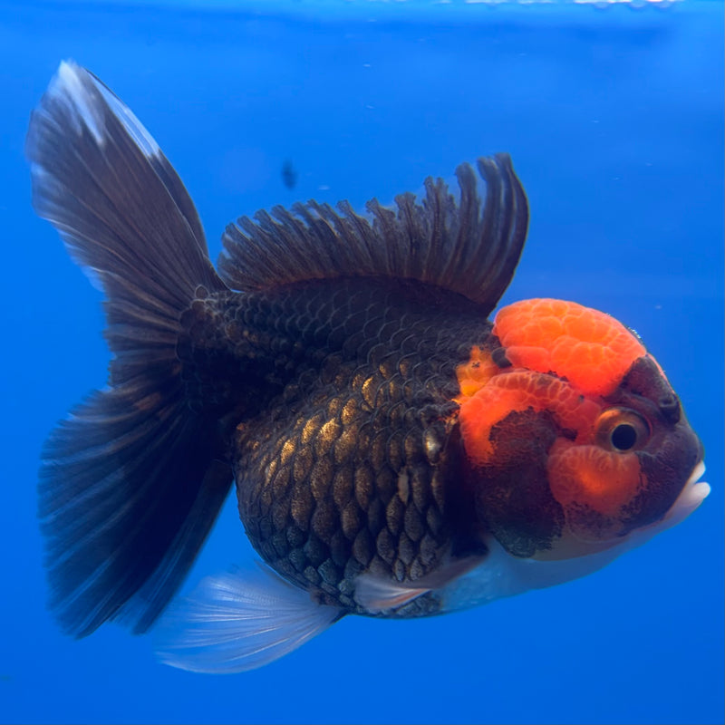 Thai Oranda Black Body Red Cap 3” Female(CK-786)R1A12