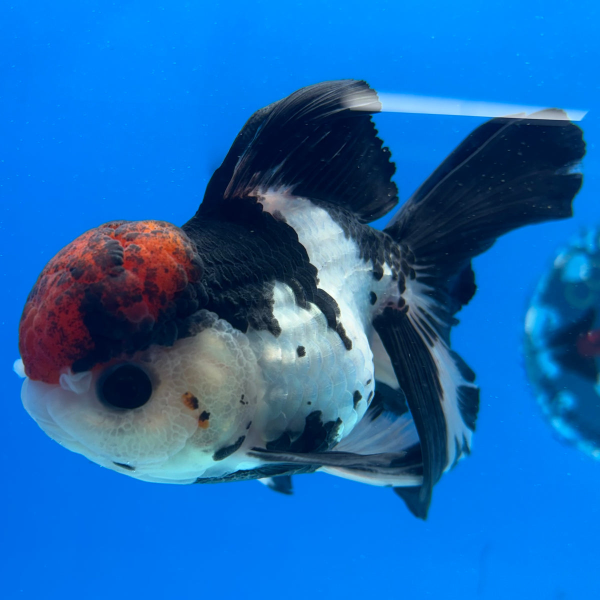 Thai Oranda Tri-Color 3.5” Male(CK-1626)R2A07
