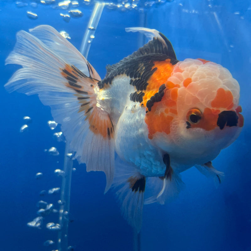 Thai Oranda Tri-Color Apache 3” Body Female(CK-667)R1B08