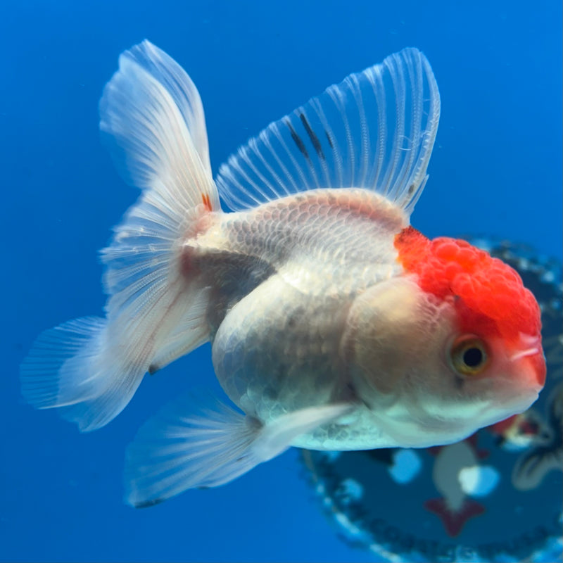 Thai Oranda White Body Red Cap 2.5” Body Female(CK-1021)R3B12