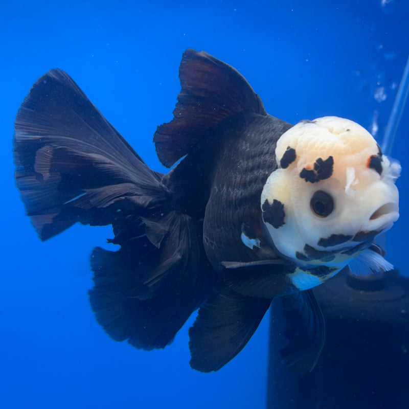 Thai Oranda NOK AA Medium Breed Peacock Tail Panda 5.5” Body Female(CK-804)R1A08
