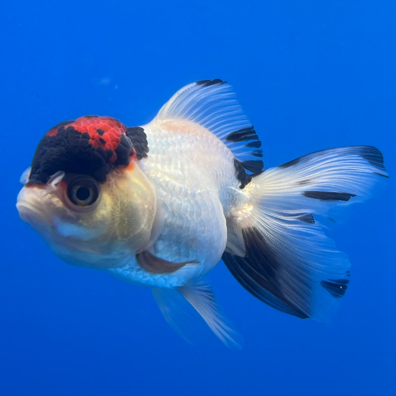 Thai Oranda Tri-Color 2.5” Body Female(CK-780)R3A15